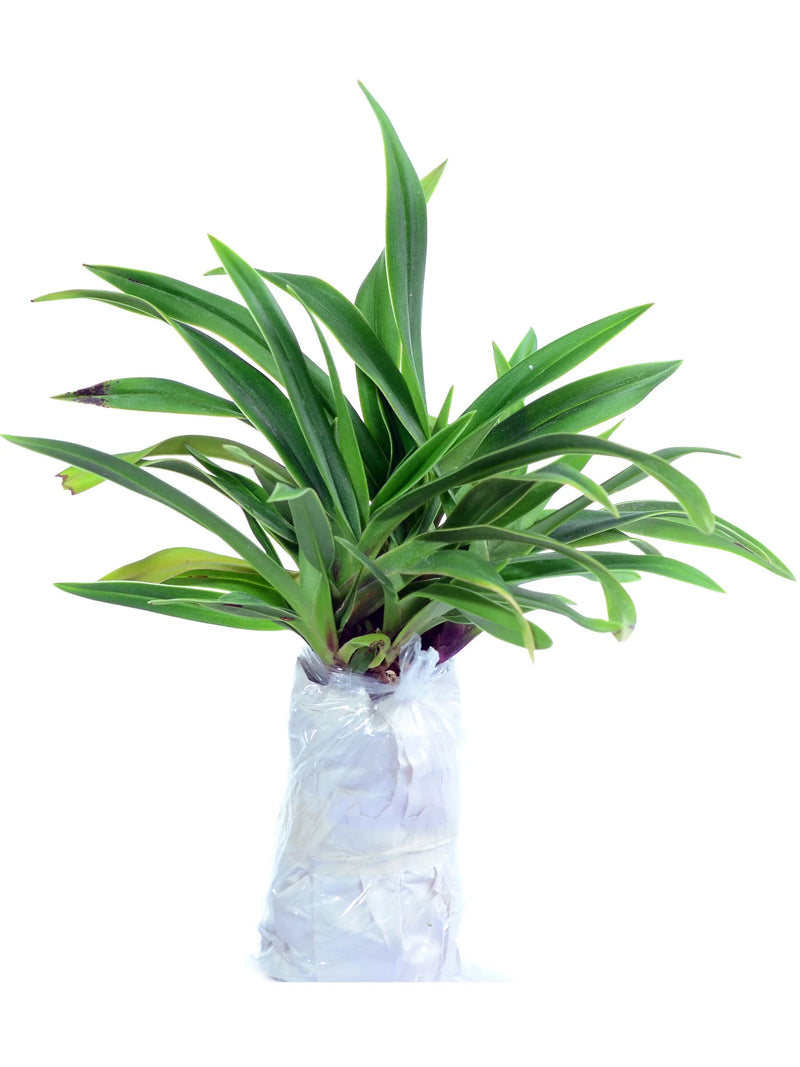 Phragmipedium Eumelia Arias