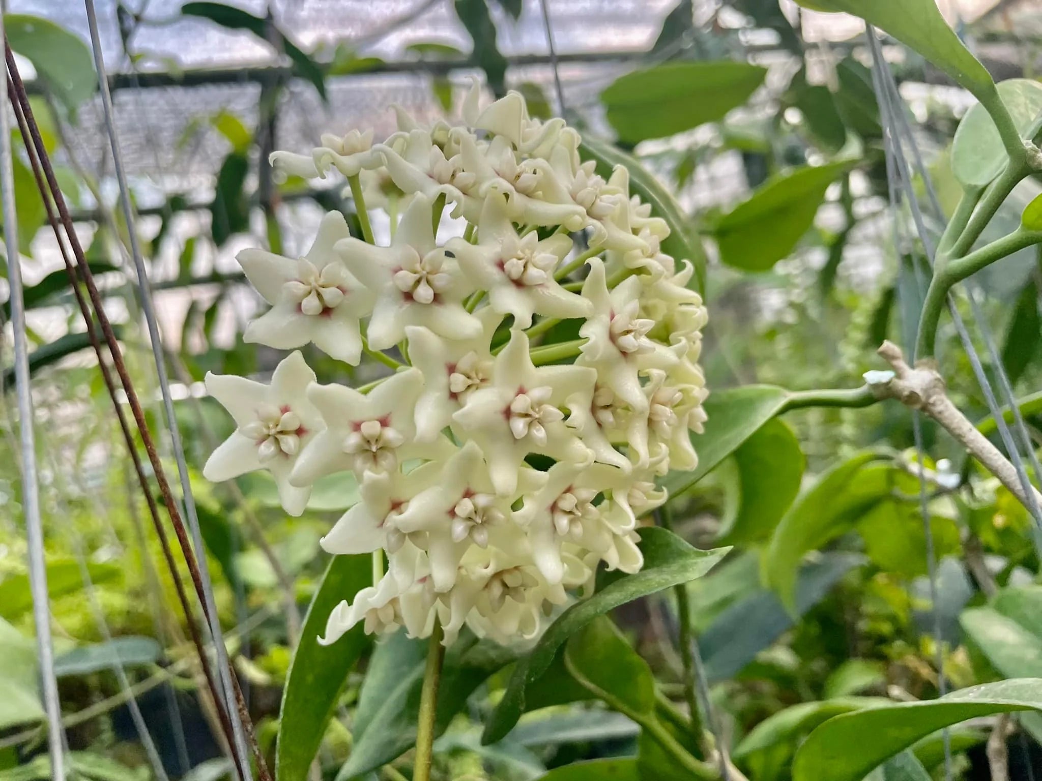 Hoya Apoda - Bolang Plant Garden