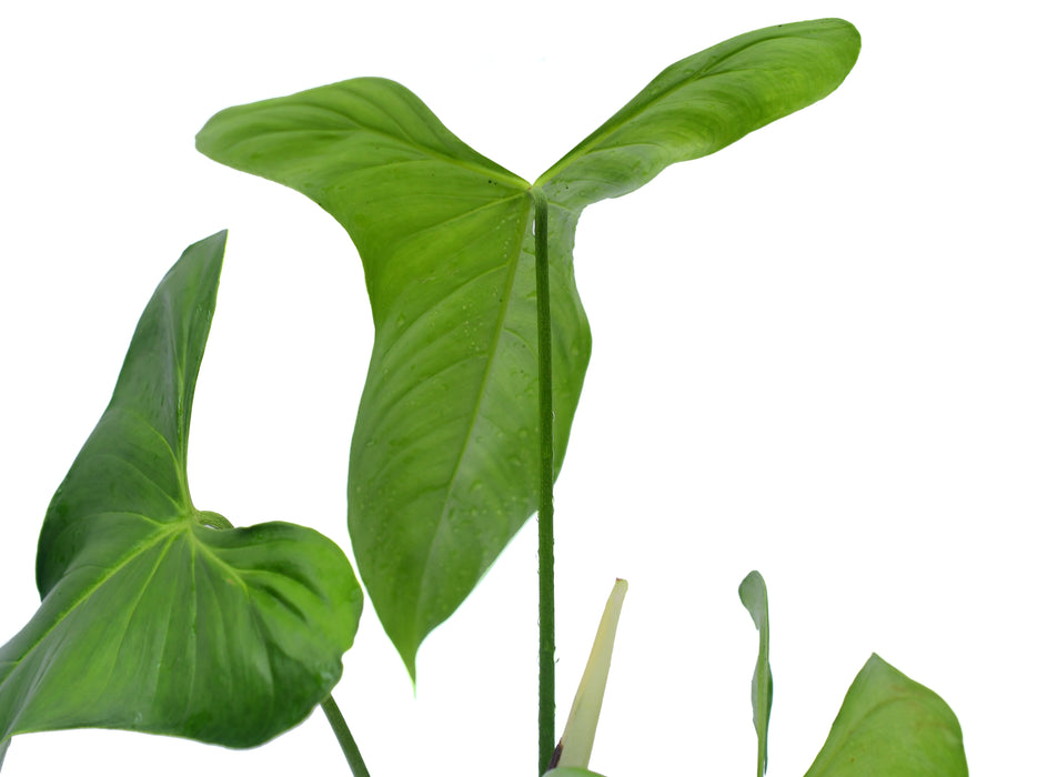 Philodendron oxapampense Fedec