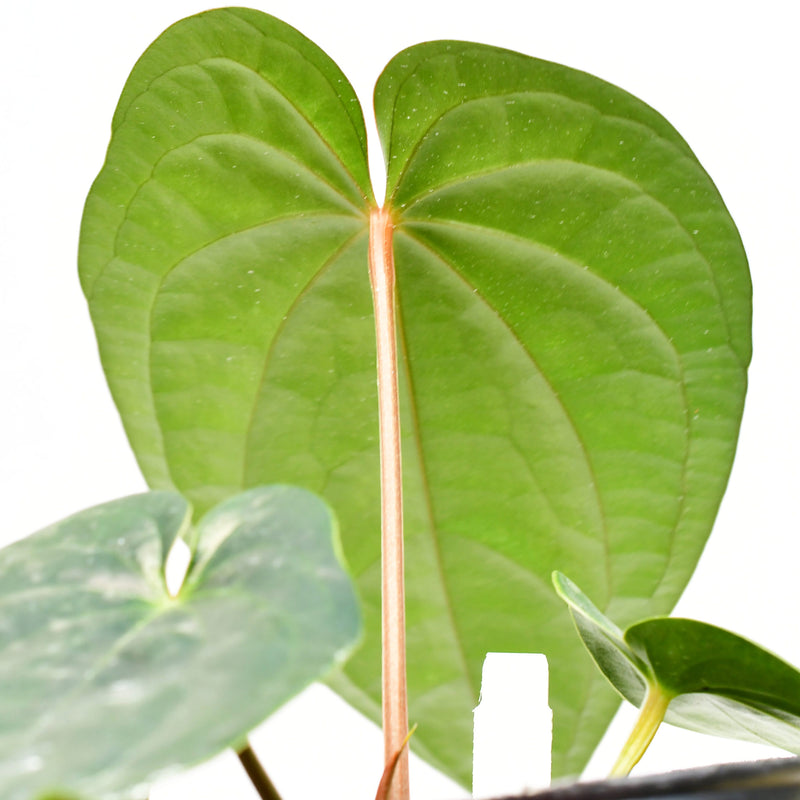 Anthurium Esmerald Beast