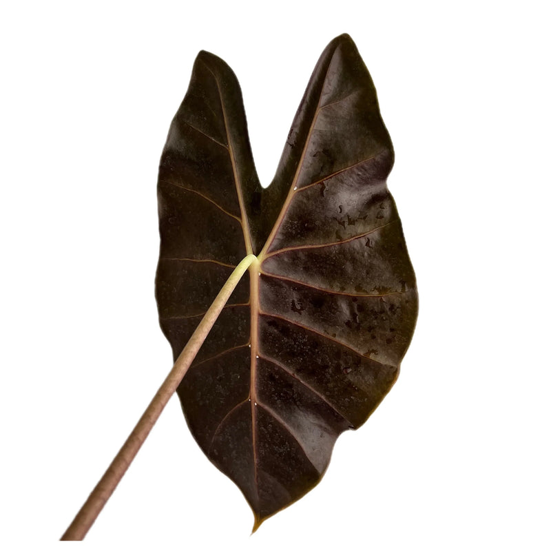 Alocasia Dragon's Tooth