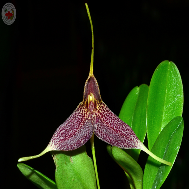 Masdevallia decumana