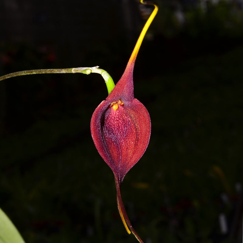 Masdevallia ayabacana