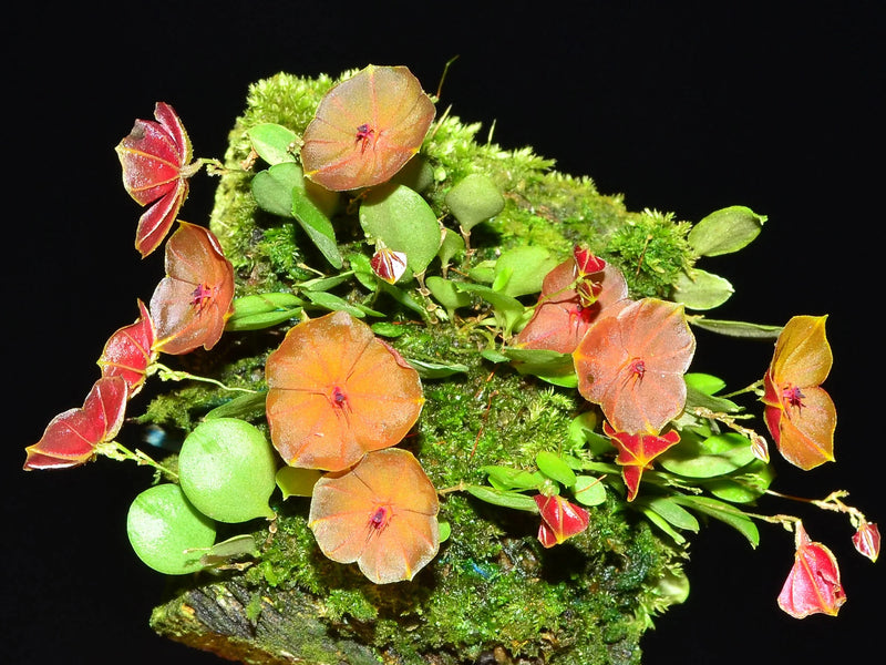 Lepanthes telipogoniflora
