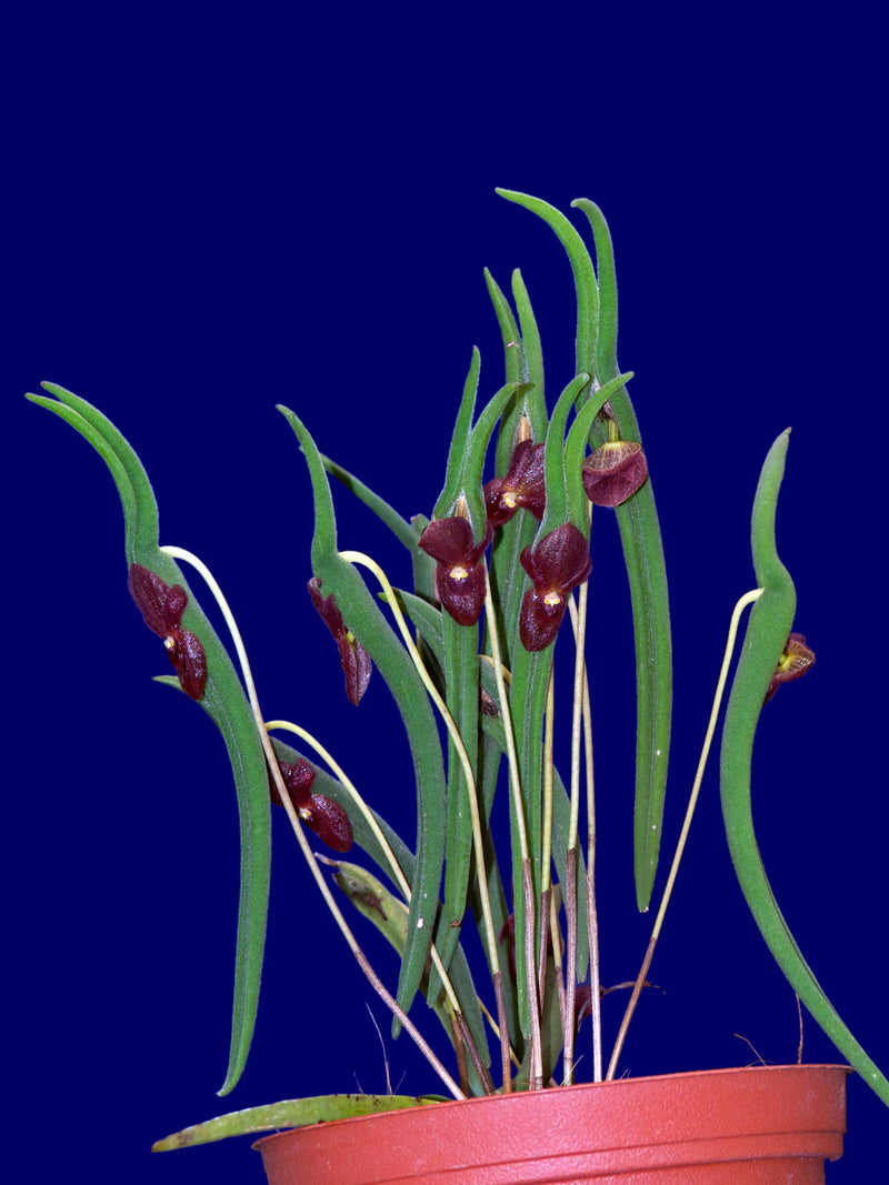 Pleurothallis dilemma