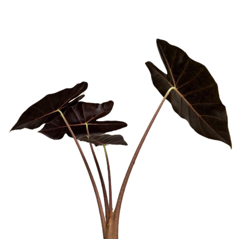 Alocasia Dragon's Tooth