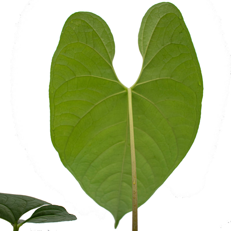 Anthurium Bradley Spirit