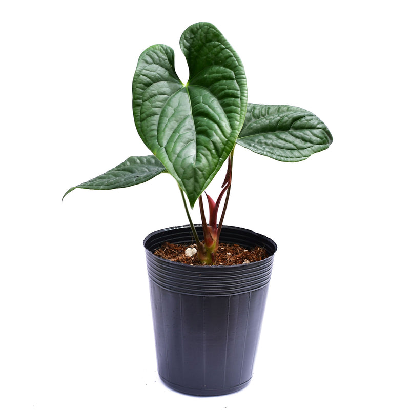 Anthurium sagittatum Esmeralda x Anthurium luxurians