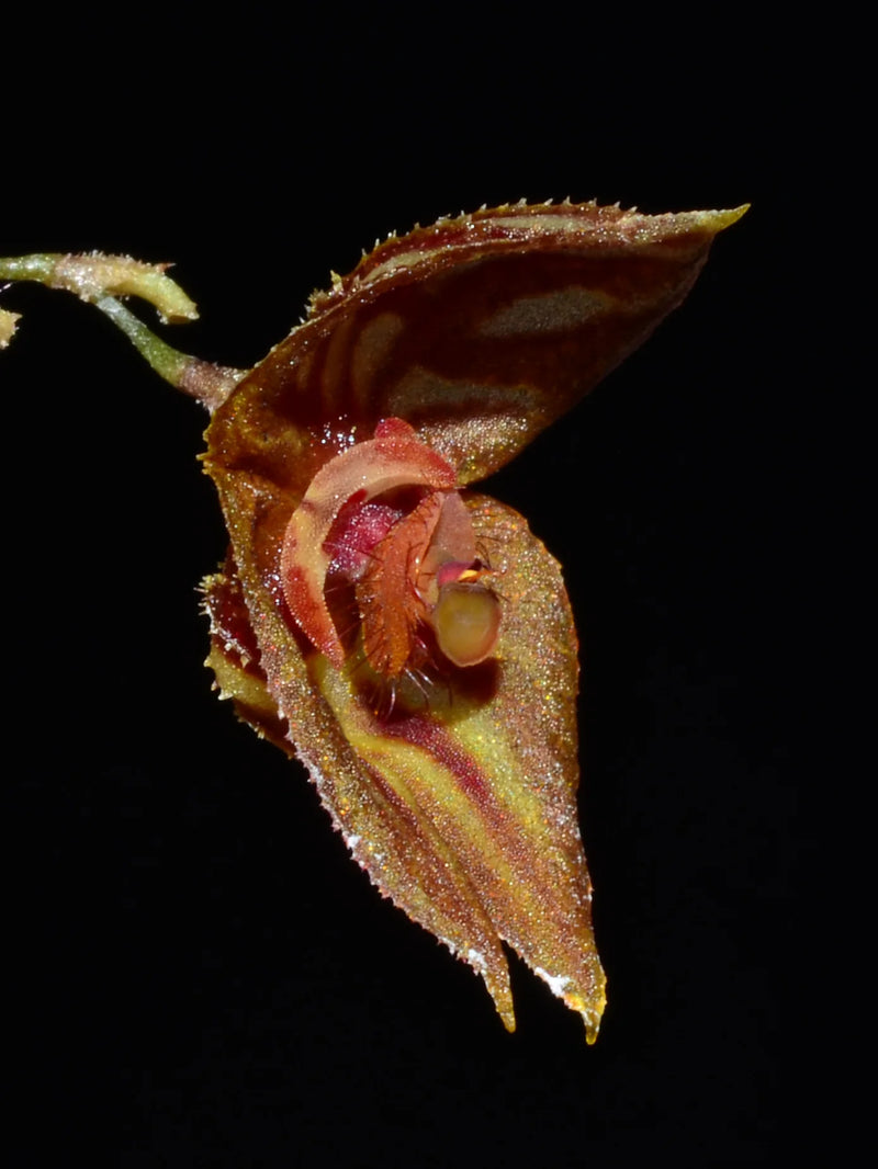 Lepanthes mulleriana
