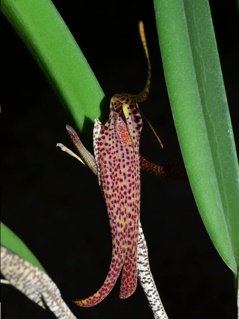 Restrepia chocoensis