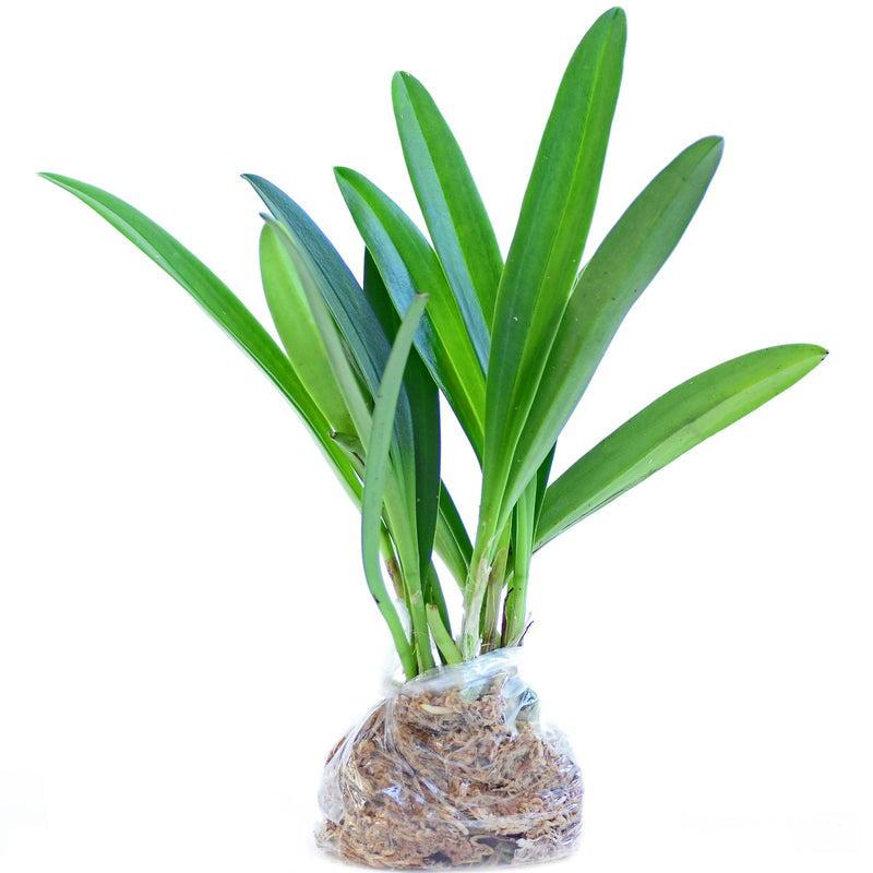 Masdevallia veitchiana