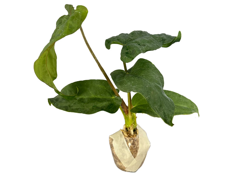 Anthurium nigrolaminum gigante x Anthurium dressleri