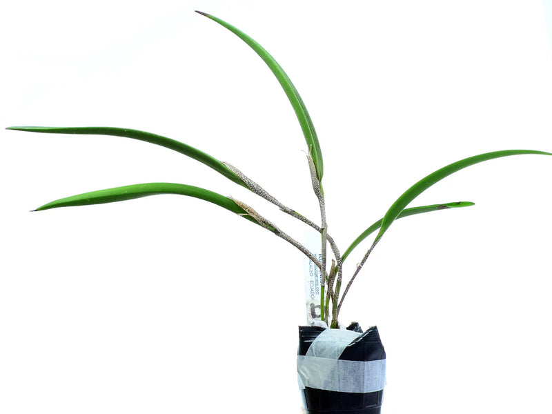 Restrepia chocoensis