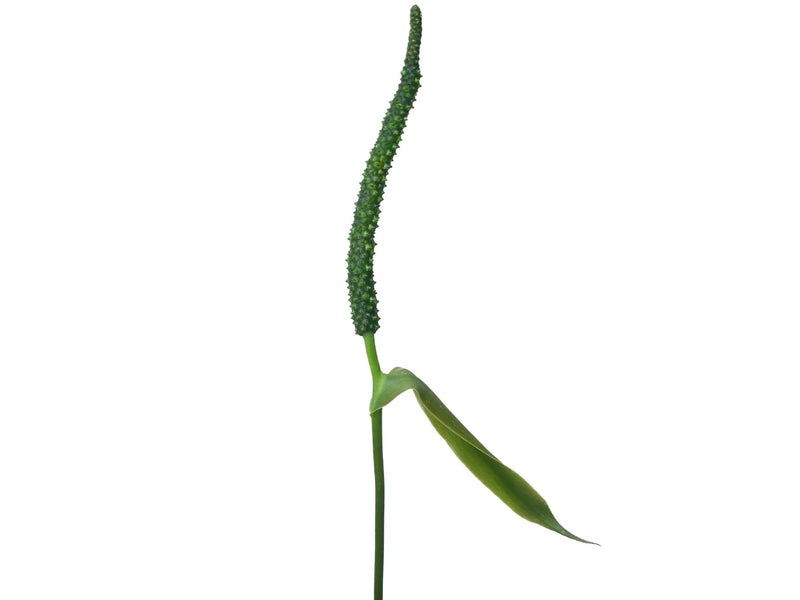 Anthurium Emerald Throne