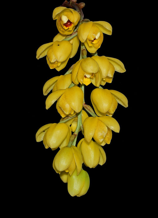 Acineta chrysantha