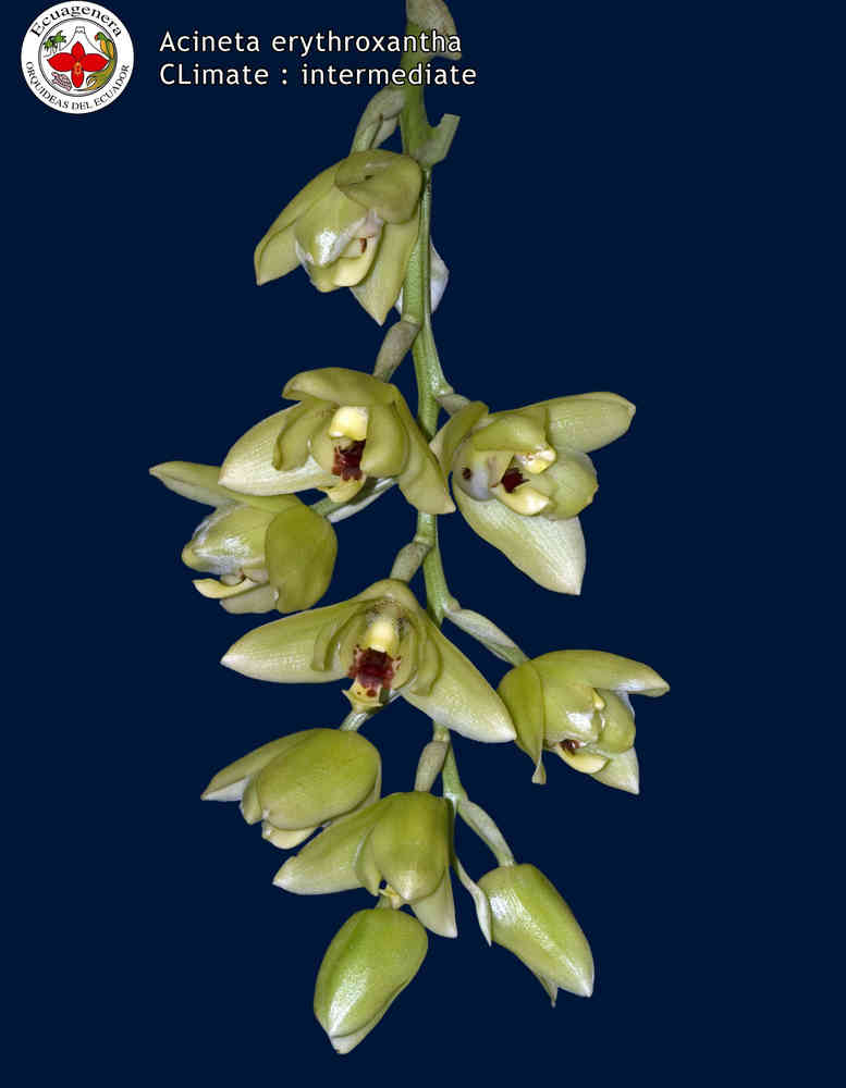 Acineta erythroxantha