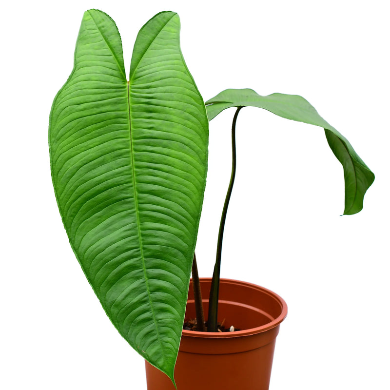 Adelonema sp ‘Amazonas’