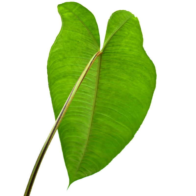 Adelonema sp ‘Amazonas’