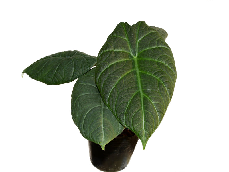 Alocasia Maharani