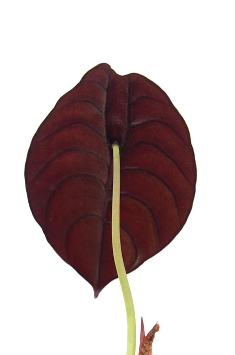 Alocasia cuprea