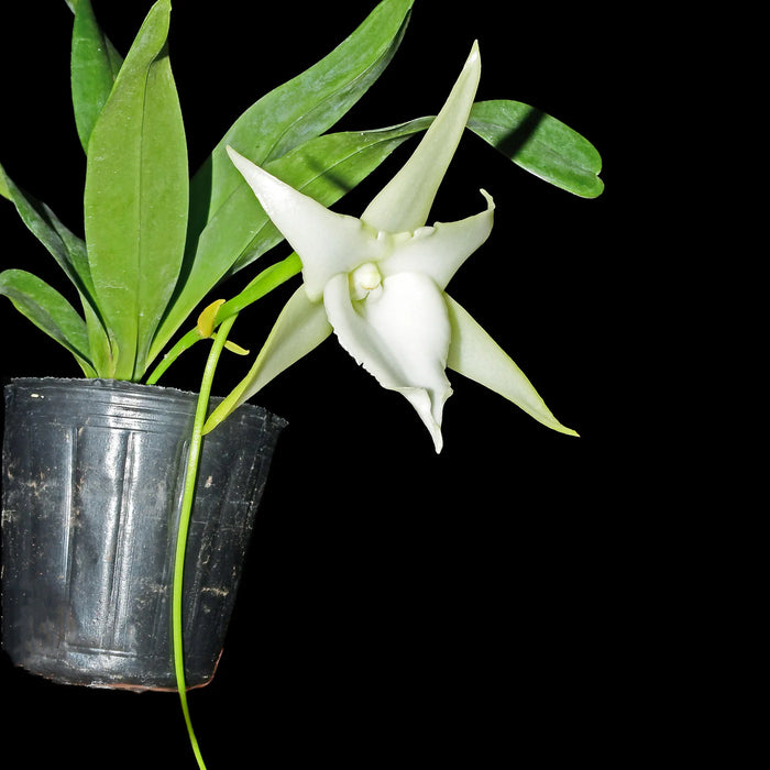 Angraecum Lai's Star