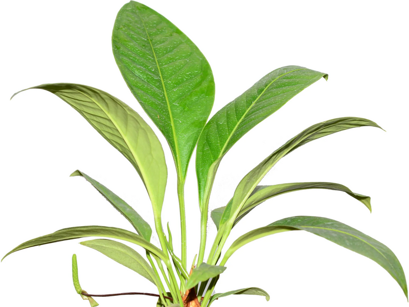 Anthurium scolopendrinum