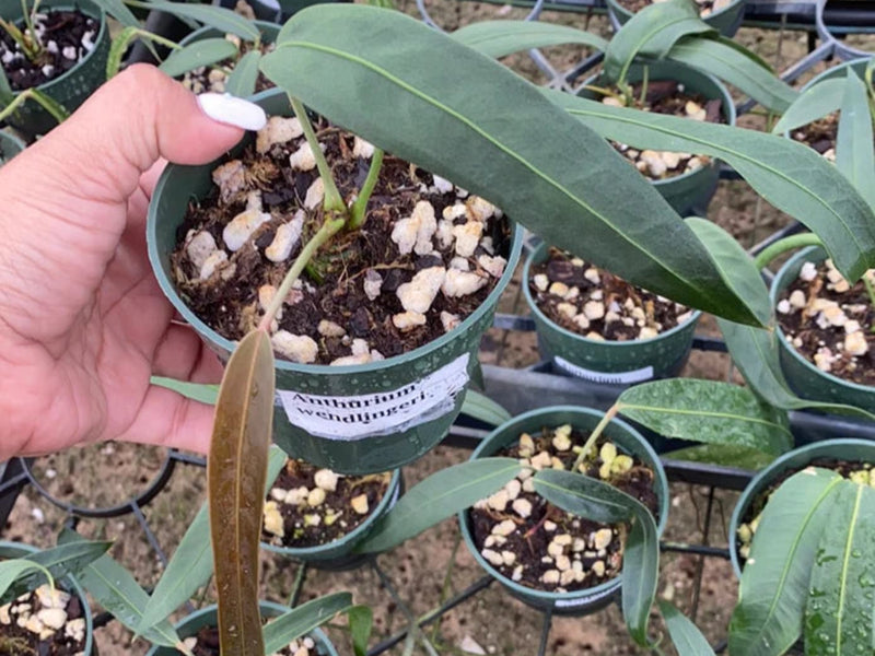 Anthurium wendlingeri