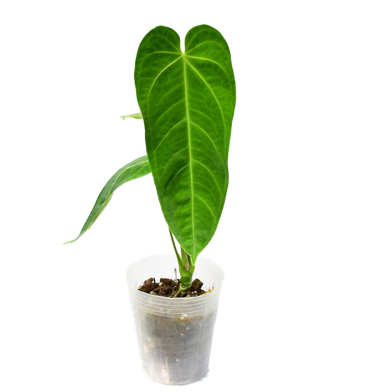 Anthurium Andean Queen