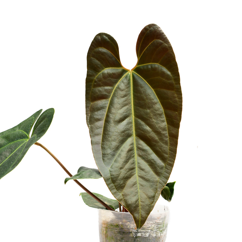 Anthurium Gigi Dreams 'Inverse crossing'