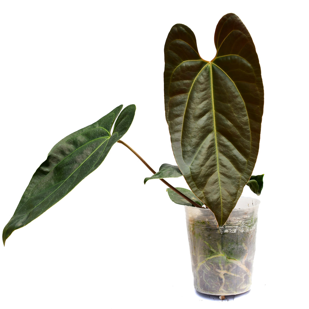 Anthurium Gigi Dreams 'Inverse crossing' — Ecuagenera California