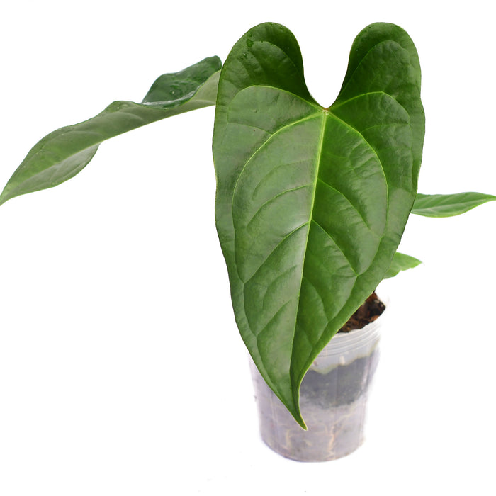 Anthurium insigne 'Paradise' x Anthurium forgetii 