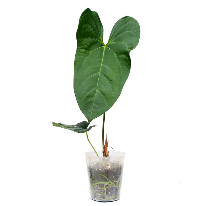 Anthurium Amazon Rabbit 'Inverse crossing'