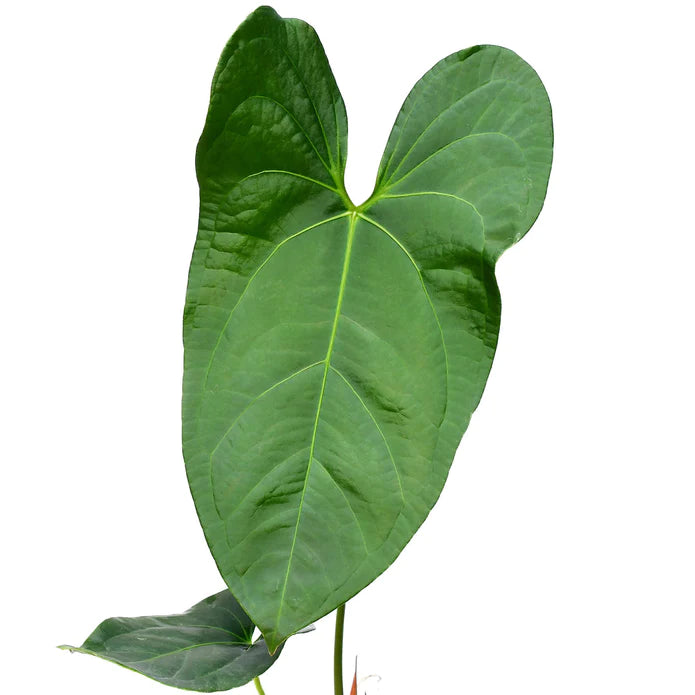 Anthurium Amazon Rabbit 'Inverse crossing'