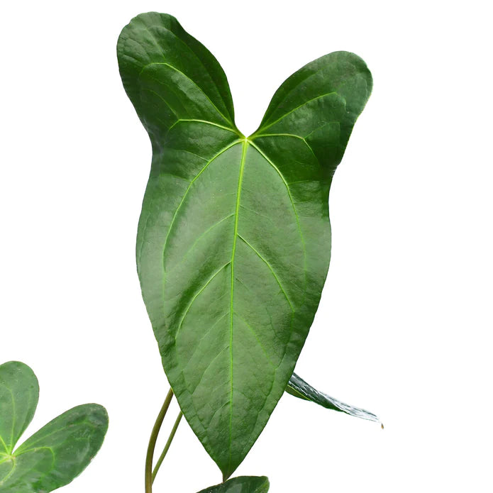 Anthurium Amazon Rabbit