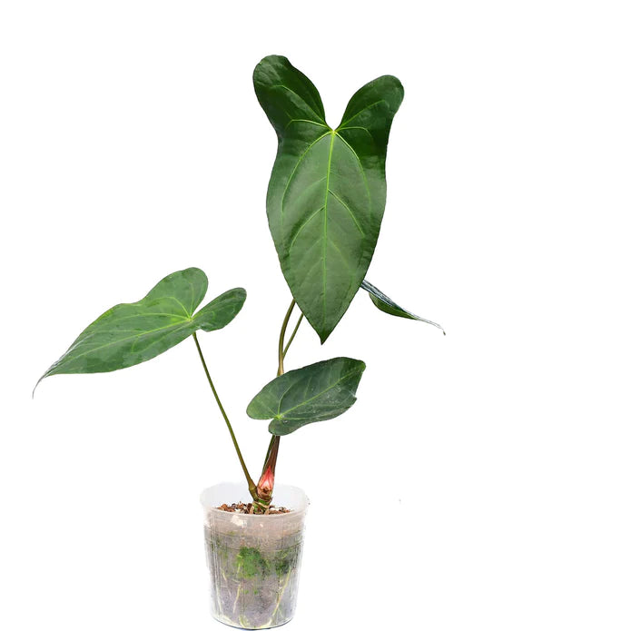 Anthurium Amazon Rabbit