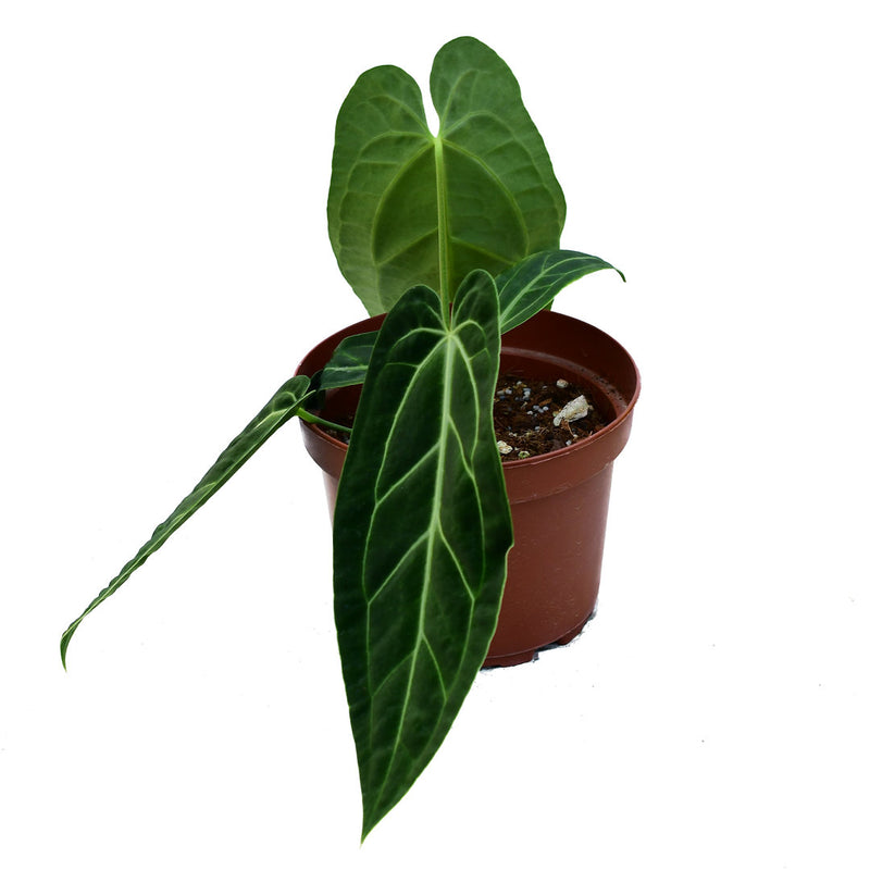 Anthurium Ecuagenera Princess