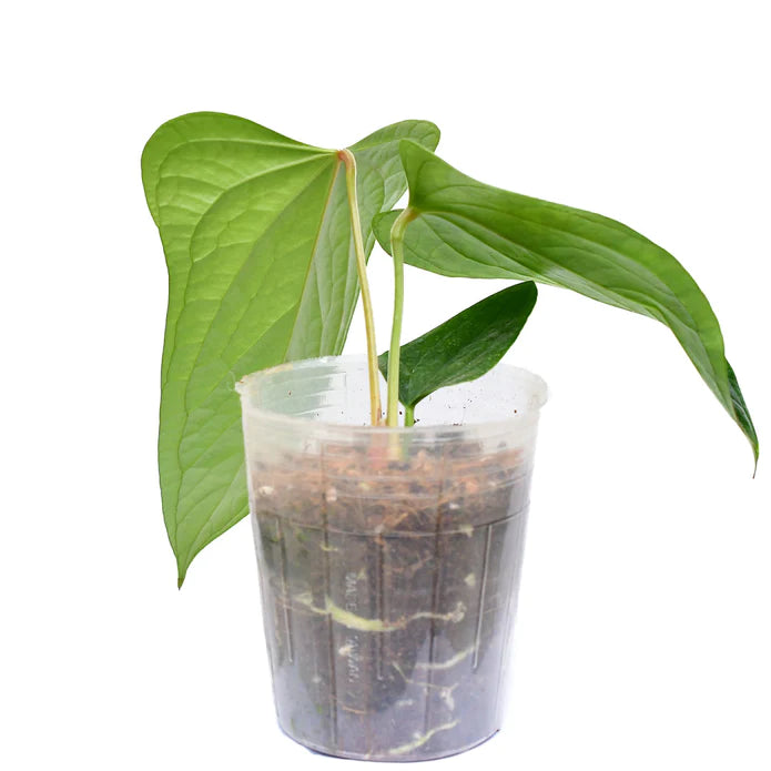 Anthurium Green Crocodile