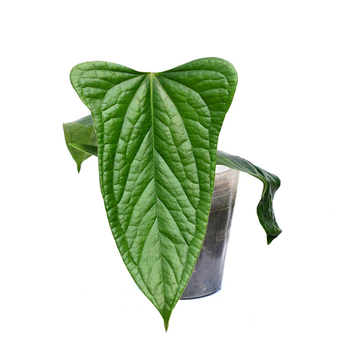 Anthurium Green Crocodile