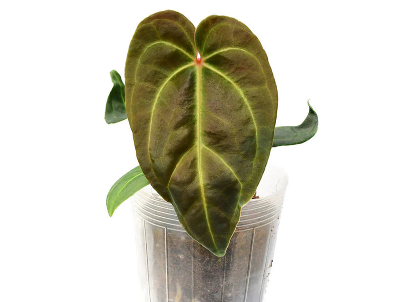 Anthurium Luxury Velvet — Ecuagenera California