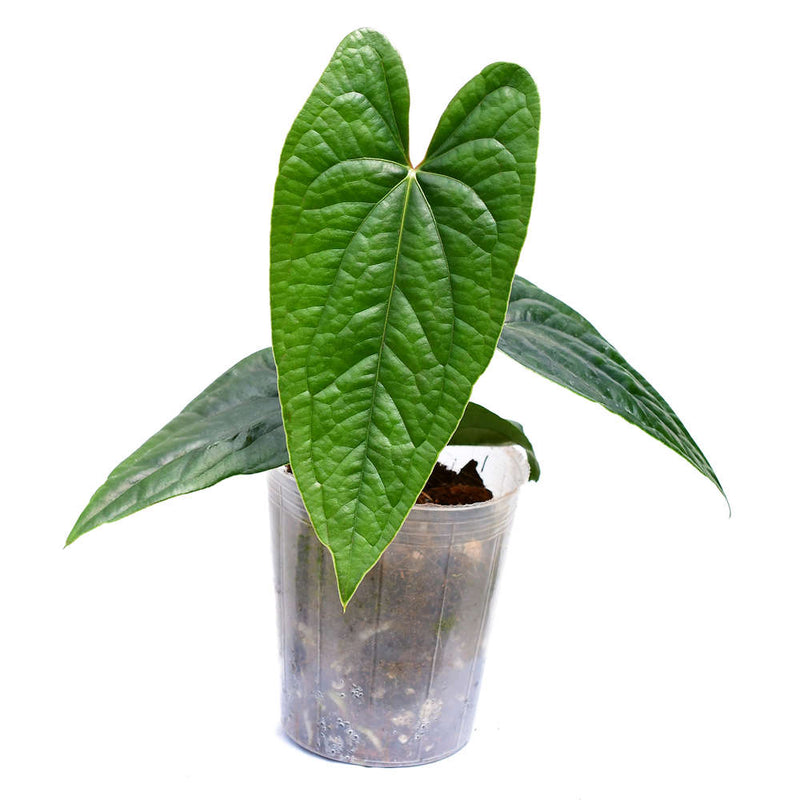 Anthurium Luxury Jungle