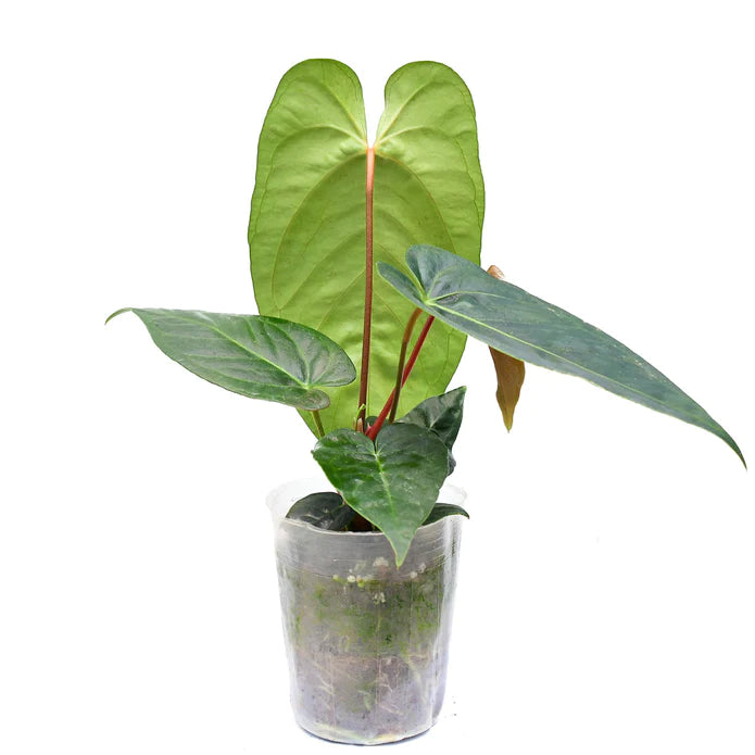 Anthurium Pangui Night