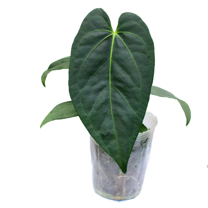 Anthurium Pangui Night