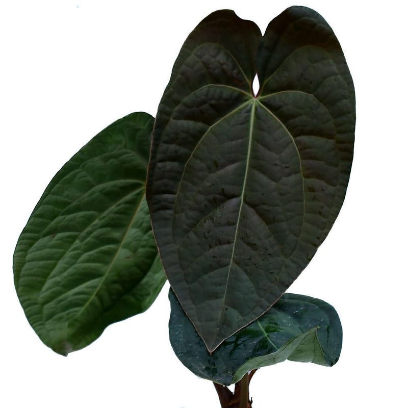 Anthurium Raven Soul