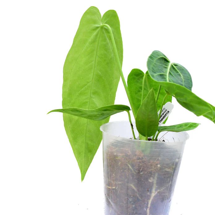 Anthurium Zamora Queen