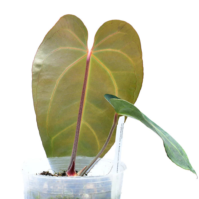 Anthurium Crystal Sky