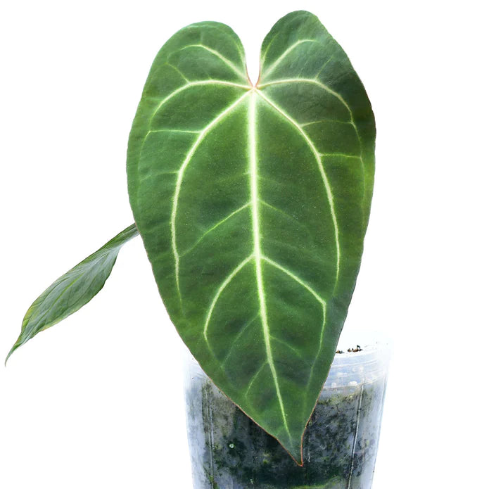 Anthurium Crystal Sky