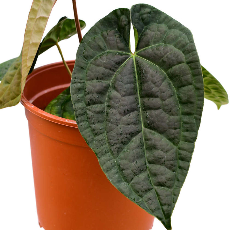 Anthurium Raven Soul