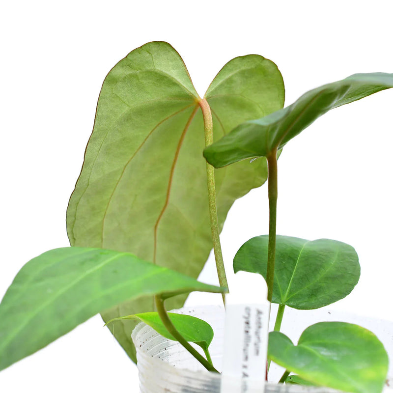 Anthurium Rabbit Ears