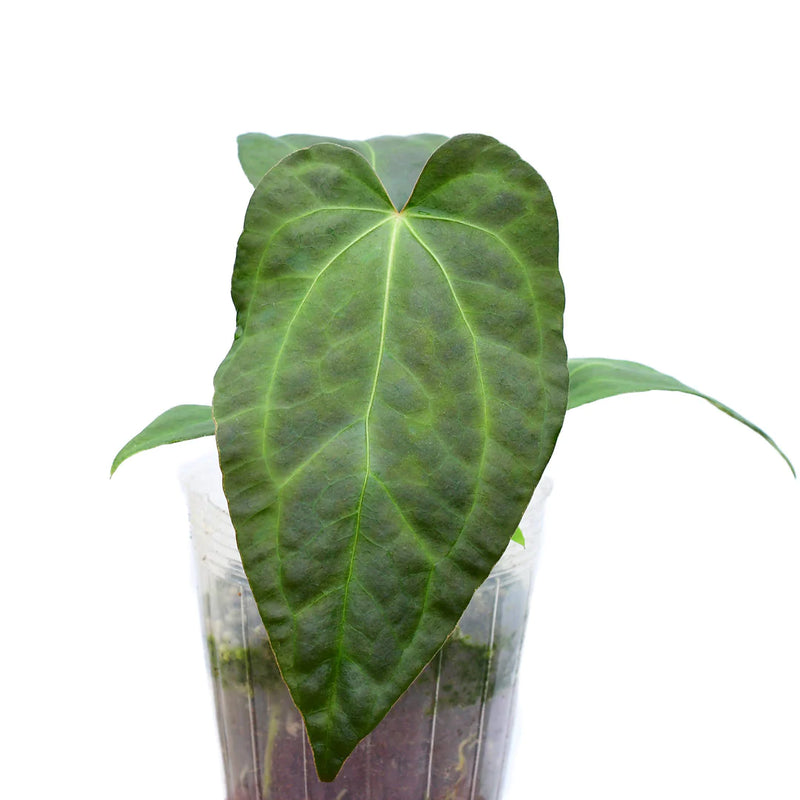 Anthurium Rabbit Ears