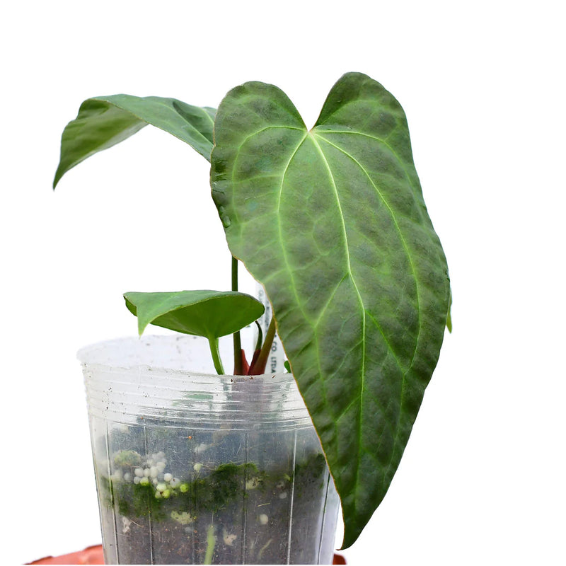 Anthurium Rabbit Ears